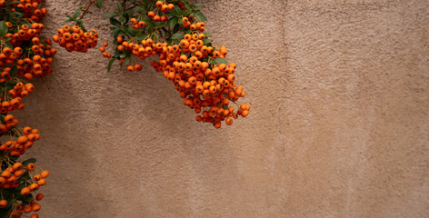 orange berries of fruit bearing bush draping over adobe home exterior wall in Santa Fe New Mexico with empty space of textured wall for type horizontal background backdrop wallpaper natural fruit 