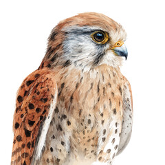 Watercolor vector illustration of Kestrel, isolated on white background.