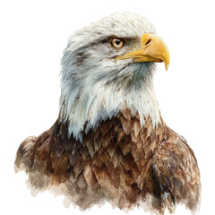 Watercolor vector illustration of Eagle, isolated on white background.