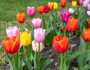 Obraz premium Colorful Tulip Flowers Blooming in Spring Garden for Premium Plant Object and Floral Concept