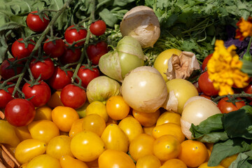 Assorted Heirloom and Cherry Tomatoes with Fresh Herbs in a Wicker Basket