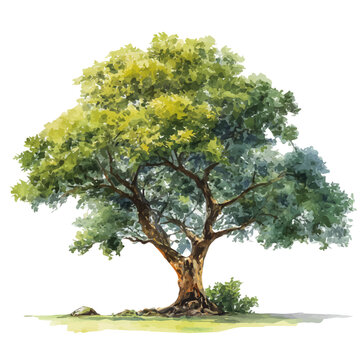 Koa Tree, watercolor painting, vector illustration, isolated on a white background.