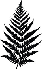 fern leaf isolated on white