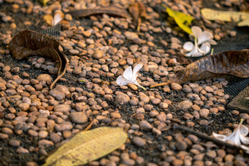 Nature's Textures with Leaves and Flowers
