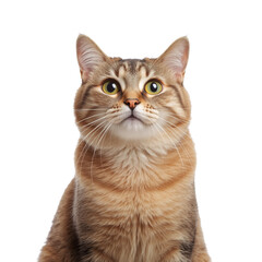 Cat isolated on a transparent PNG / white background. Portrait of a young pet, animal. An element for a project, business, presentation, banner, etc.