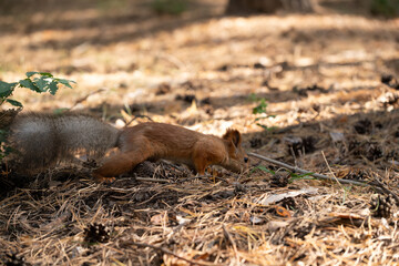 Squirrel in forest eating hazelnut from ground.