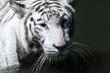 Close up. White tiger. Its fur is white with black stripes