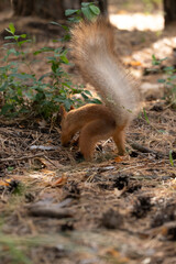 Squirrel hides food in park. Eurasian red squirrel.