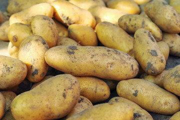 Pile of fresh harvested potatoes