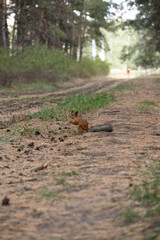 Squirrel on road in forest in summer.