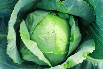 Fototapeta premium Fresh Green Cabbage Head with Water Droplets