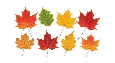 Obraz premium Various autumn leaves with transparent background featuring maple and birch