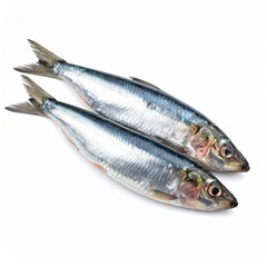 Fototapeta premium Fresh Sardine Fish with Silver Scales Isolated on White Background for Seafood Object and Traditional Cuisine Concept