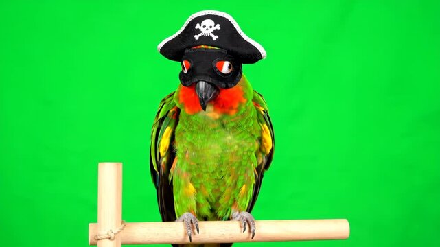 Pirate Parrot on Green Screen - A colorful parrot wearing a pirate hat and eye mask is perched on a wooden perch against a bright green chroma key background.