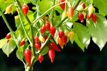 red biquinho peppers, capsicum chinense hang on plant against dark background, close up of mild chili peppers in tear drop shape