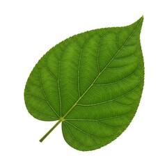 A detailed close-up view of a vibrant green leaf, showcasing intricate vein patterns against a plain white background.