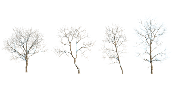 collection of alnus snow trees on transparent canvas