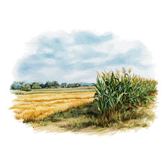 Fototapeta premium Cornfield, watercolor painting, vector illustration, isolated on a white background.