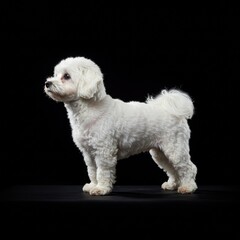 Obraz premium white poodle puppy bichon frise
