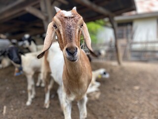 Closeup of a brown goat standing in a farm pen with blurred background.