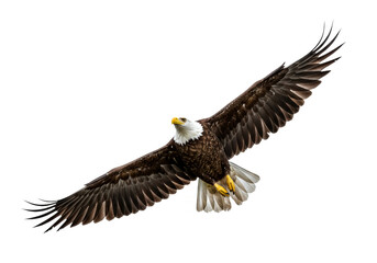 Fototapeta premium Studio shot of fierce eagle flying on white background