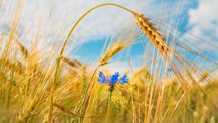 Fototapeta premium sunny golden wheat field in wind