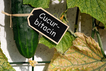 Close-up of an old wilted cucumber plant with a cucumber and the text Cucurbitacin on a sign. Cucurbitacins are naturally occurring, highly toxic bitter substances from the gourd family