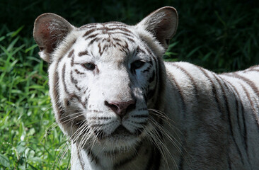 Close up. White tiger. Its fur is white with black stripes