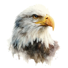 Eagle in watercolor style, vector illustration, isolated on white background.
