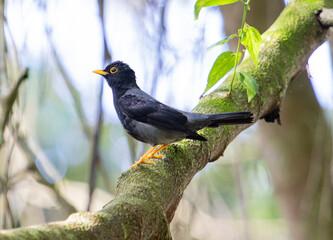 black thrush