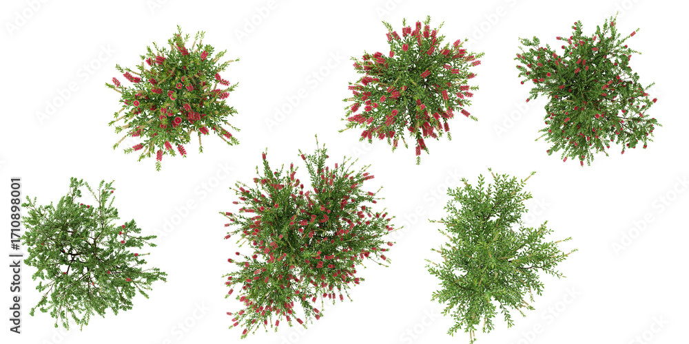 Poster set of callistemon plants on transparent background from the top view