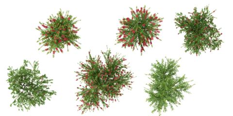 set of callistemon plants on transparent background from the top view