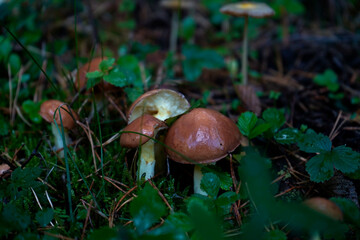 Group of brown mushrooms growing in forest grass and pine needles, symbolizing wild abundance, organic diversity, natural ecosystem, and woodland life.