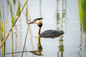 Great Crested Grebe Swimming Gracefully on Calm Water