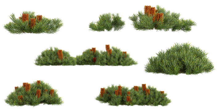 set of Banksia plants on transparent background