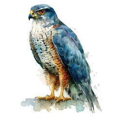 Goshawk, watercolor painting, vector illustration, isolated on a white background.