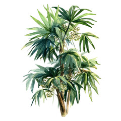 Fototapeta premium A watercolor painting of Lady Palm, vector illustration on white background.