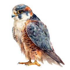 Falcon, watercolor painting, vector illustration, isolated on a white background.