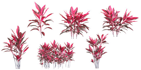 set of cordyline plants on transparent background