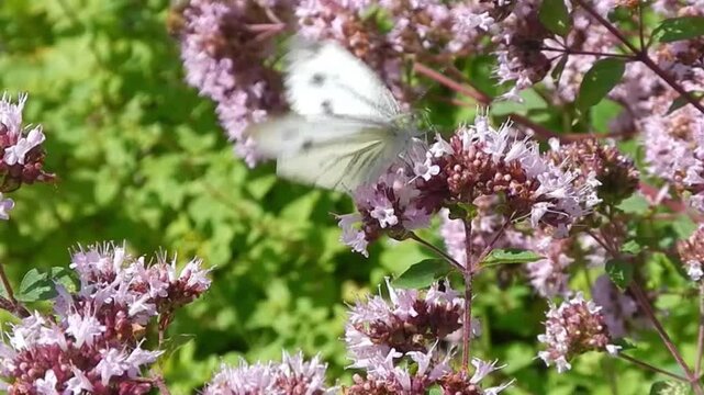 Butterfly Green-veined white, Pieris napi on pink flowers of herb Oregano, Origanum vulgare and in flight on sunny weather - close-up, slow motion. Topics: beauty of nature, macro, blooming, flowering