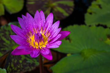 Blooming pink violet lotus with yellow pollen in Hoi An, Vietnam.