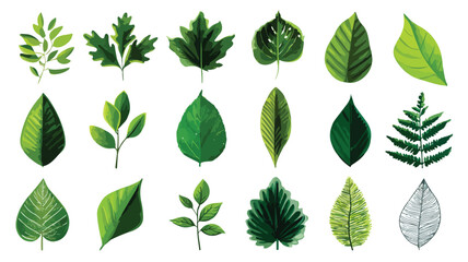 Set of Green Leaves Icon Isolated on White Background for Nature Designs