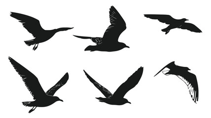 Fototapeta premium Majestic Sea Gull Flying Silhouette Vector Set for Creative Designs