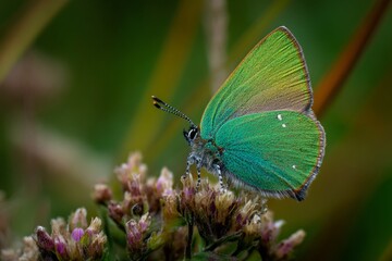 A vibrant orange and yellow butterfly with beautiful wings rests on a colorful flower in a summer garden