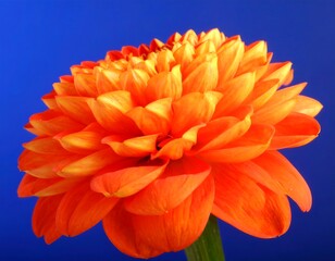 Close-up of vibrant orange-yellow dahlia