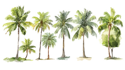 Obraz premium Tropical Watercolor Coconut Trees on Background
