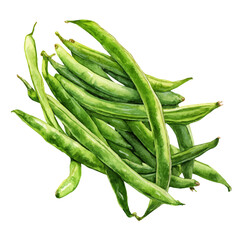 Green Beans in watercolor style, vector illustration, isolated on white background.