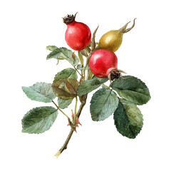 A watercolor painting of Dog Rose Hip, vector illustration on white background.
