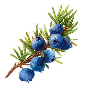 Watercolor vector illustration of Juniper Berry, isolated on white background.