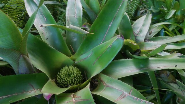 close up view of a lush, vibrant Neoregelia bromeliad displaying its striking green foliage and central flower spike, captured in a serene botanical garden in Hawaii.